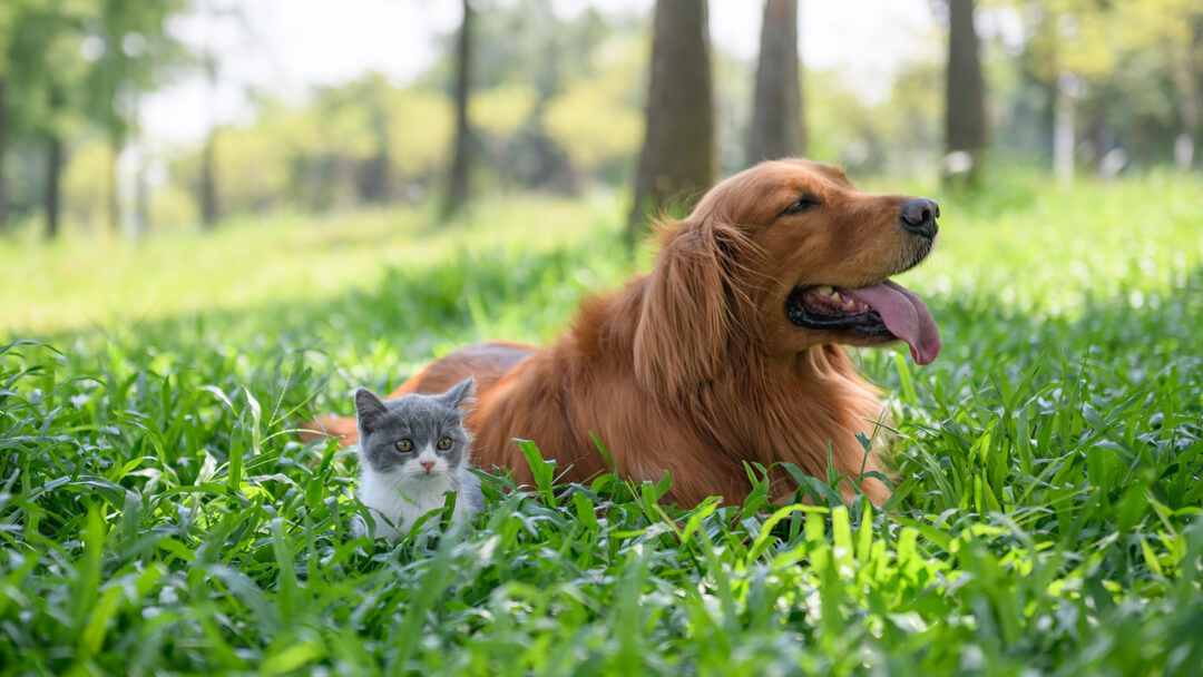 How to introduce your new cat to your dog cheap